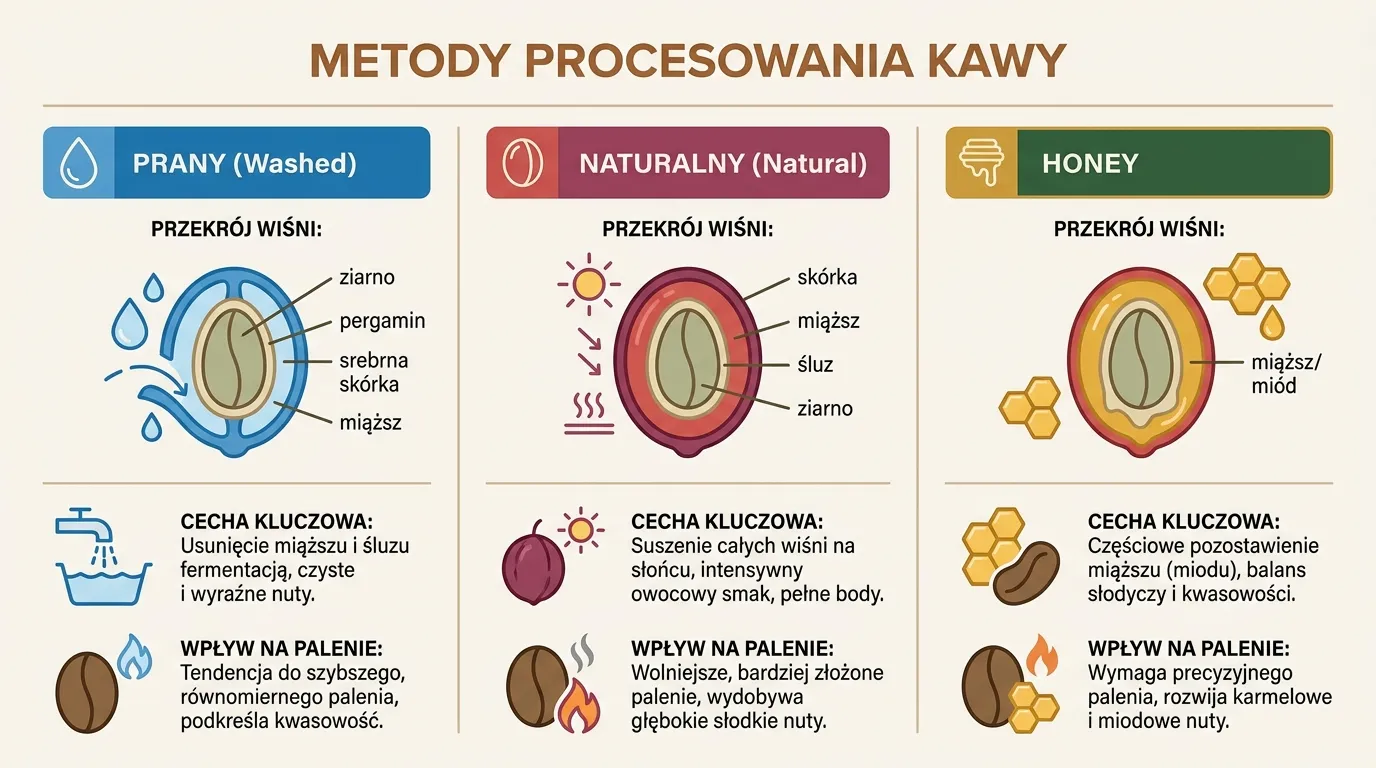 Trzy metody procesowania kawy obok siebie — washed, natural i honey z widocznymi różnicami warstw owocu na ziarnie