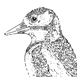 Precyzyjny Dzięcioł