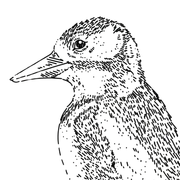 Precyzyjny Dzięcioł