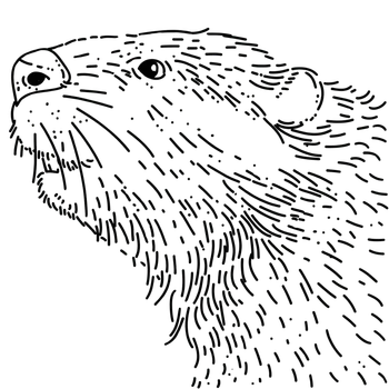 Szlachetny Bóbr - kawa premium