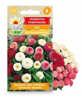 Nasiona Kwiatów - Stokrotka Pomponowa Mix - 0,2g